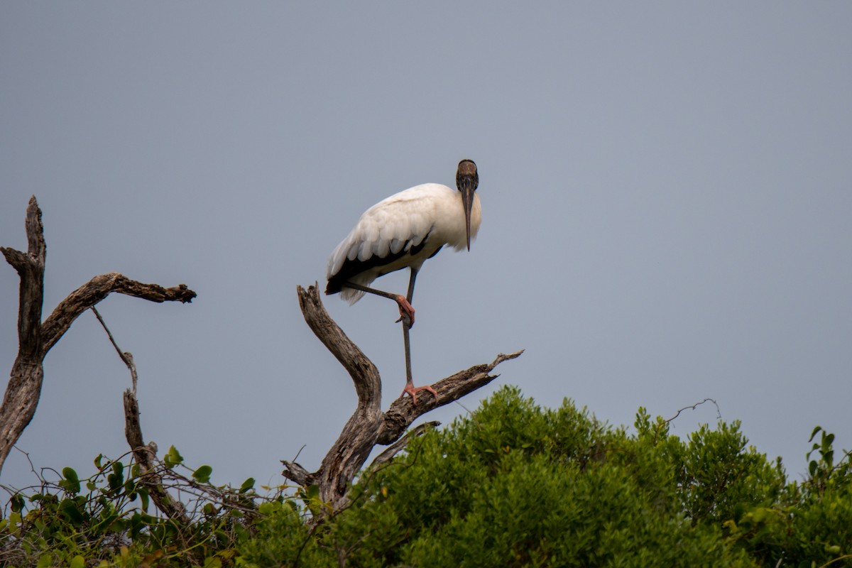 Wood Stork - Perry Doggrell