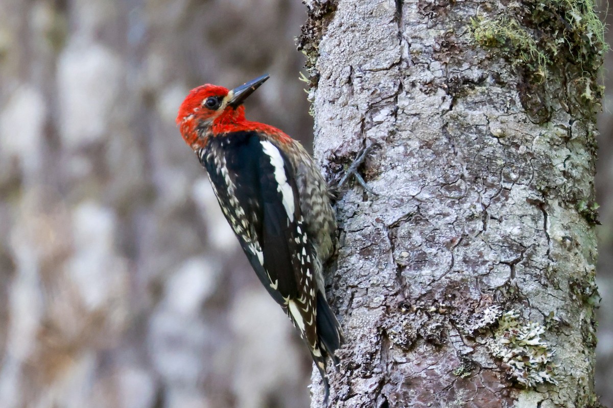 Red-naped x Red-breasted Sapsucker (hybrid) - Joey McCracken