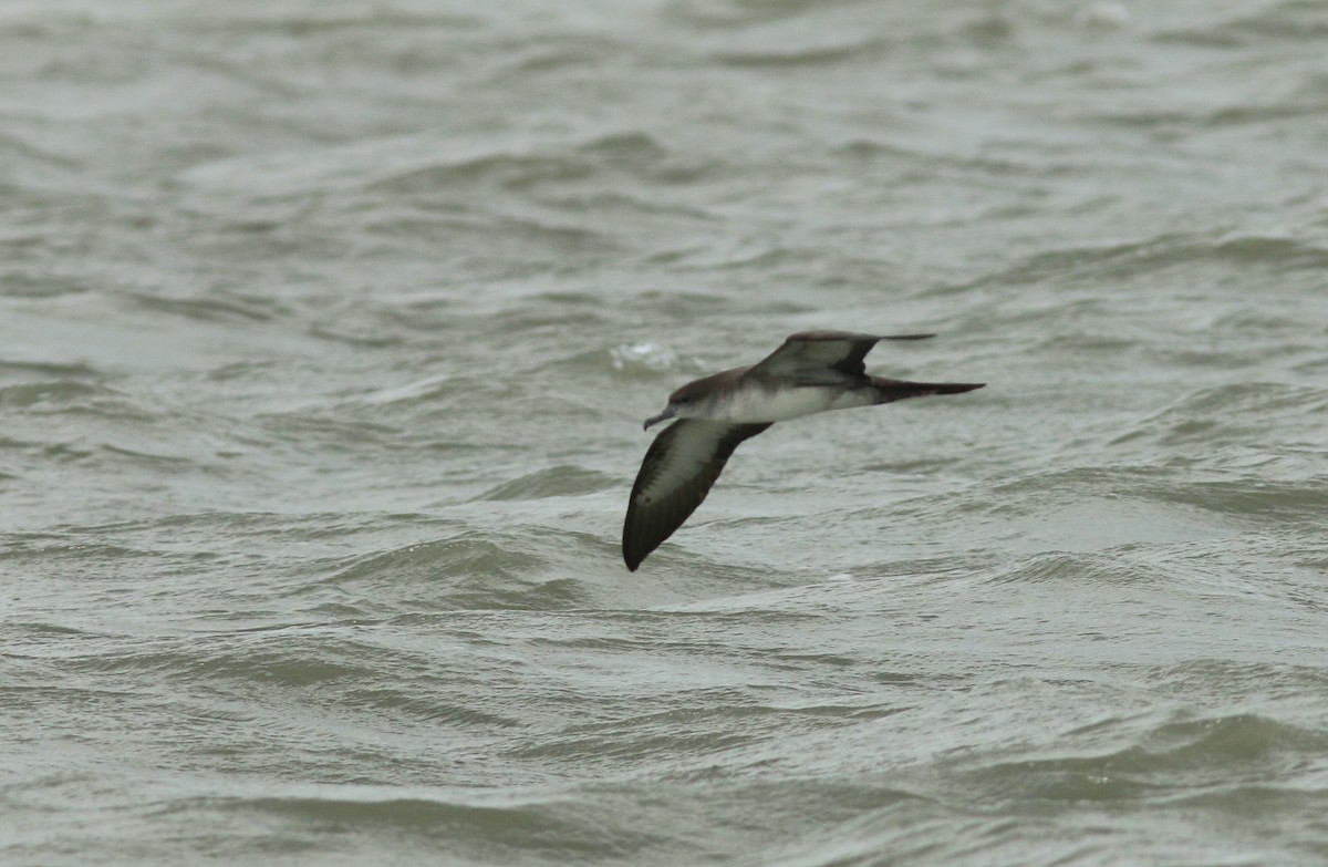 Wedge-tailed Shearwater - Justin LeClaire