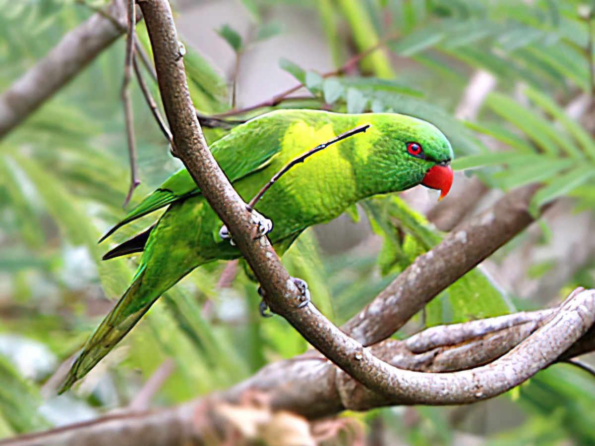 Leaf Lorikeet - Trichoglossus weberi - Birds of the World