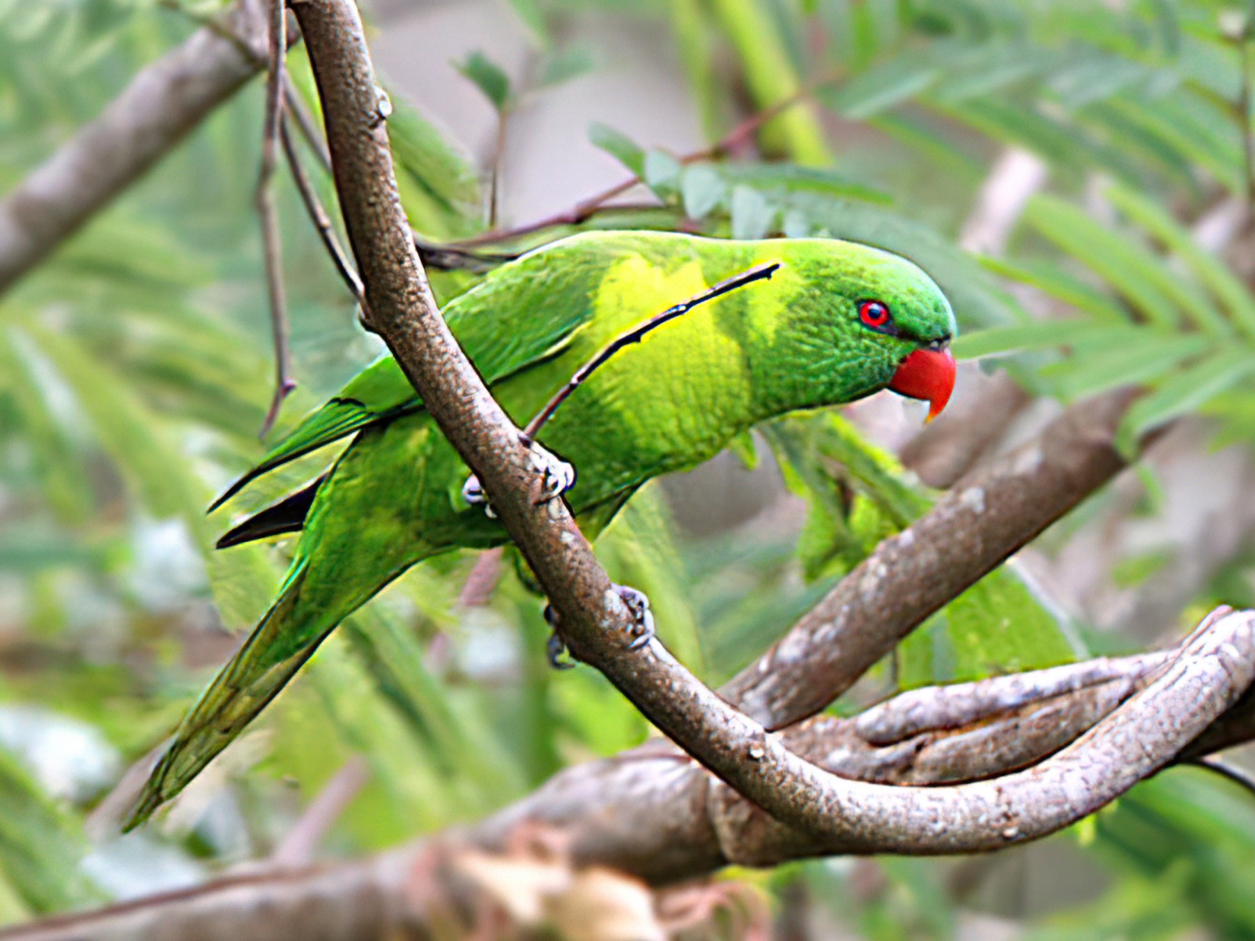 Leaf Lorikeet - James Eaton