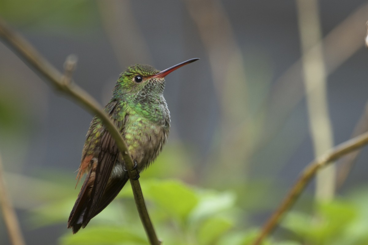 Rufous-tailed Hummingbird - Will Sweet