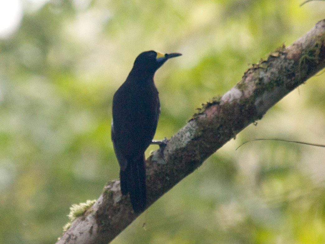 Long-tailed Paradigalla - John C. Mittermeier