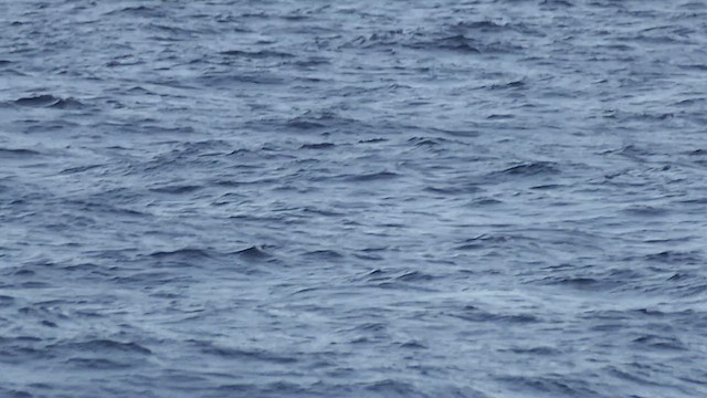 Weißgesicht-Sturmschwalbe - ML459769441