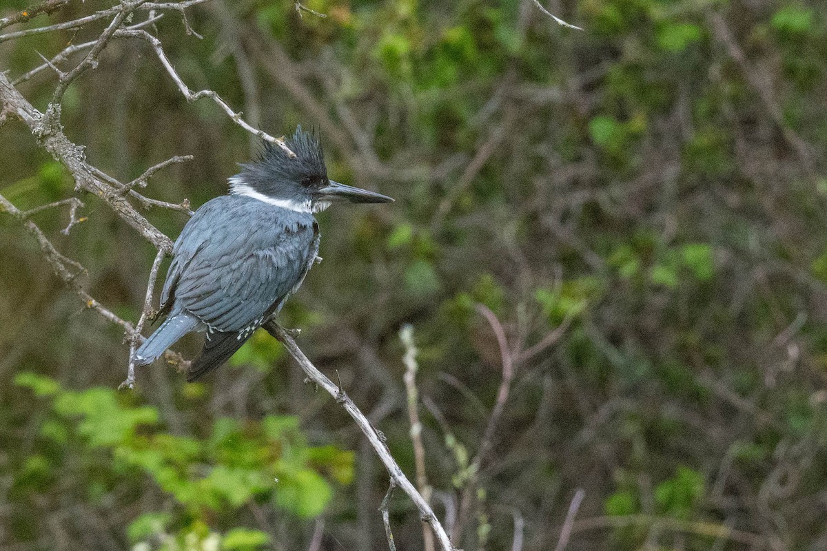 Belted Kingfisher - ML459769951