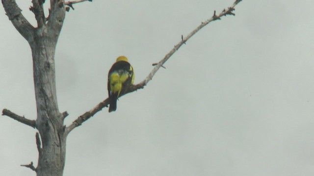 Western Tanager - ML459786761