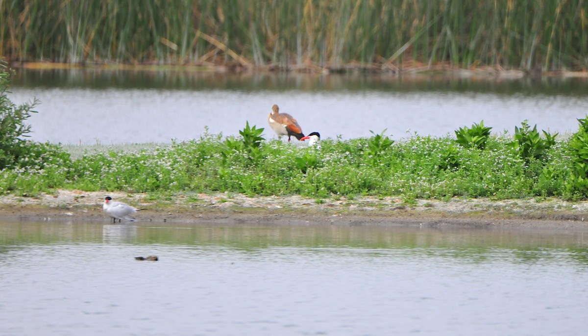 Escape to Serenity: Charter Marsh Wildlife Sanctuary, Your Gateway to Nature's Embrace