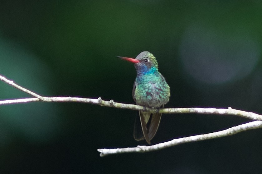 Broad-billed Hummingbird - Ivan Wiljanen