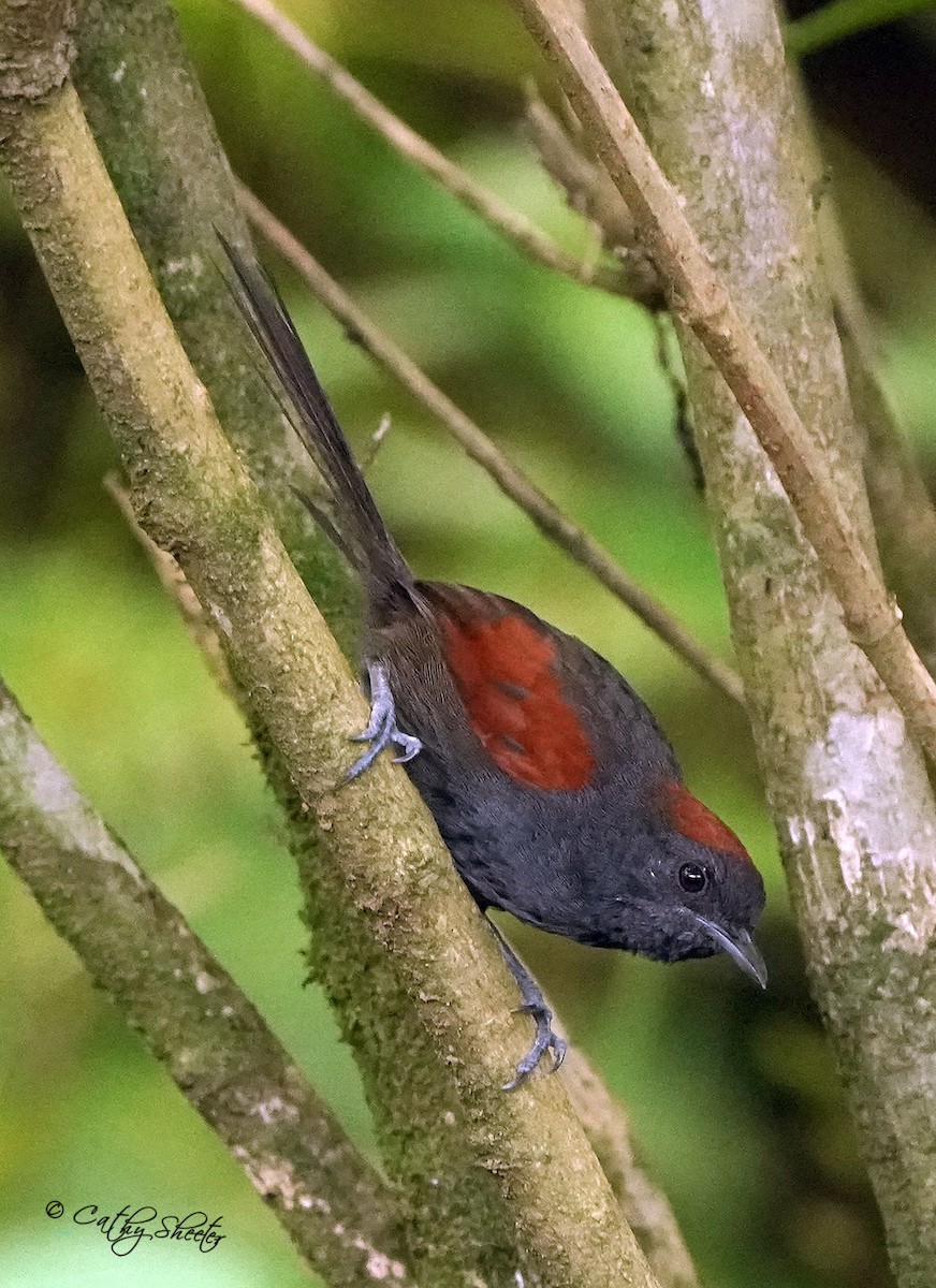 Slaty Spinetail - Cathy Sheeter
