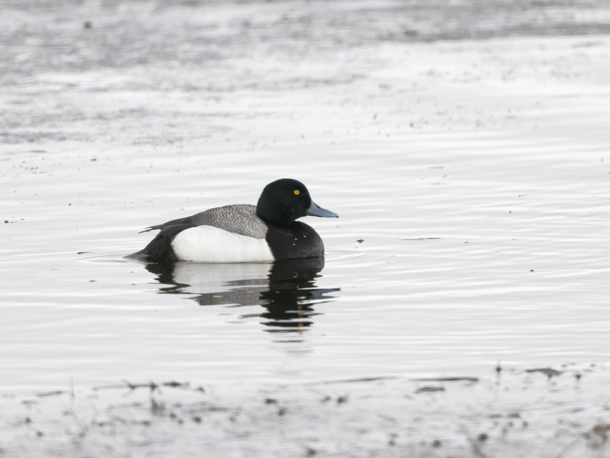 Greater Scaup - ML459804041