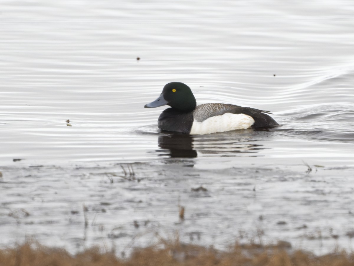 Greater Scaup - ML459804051
