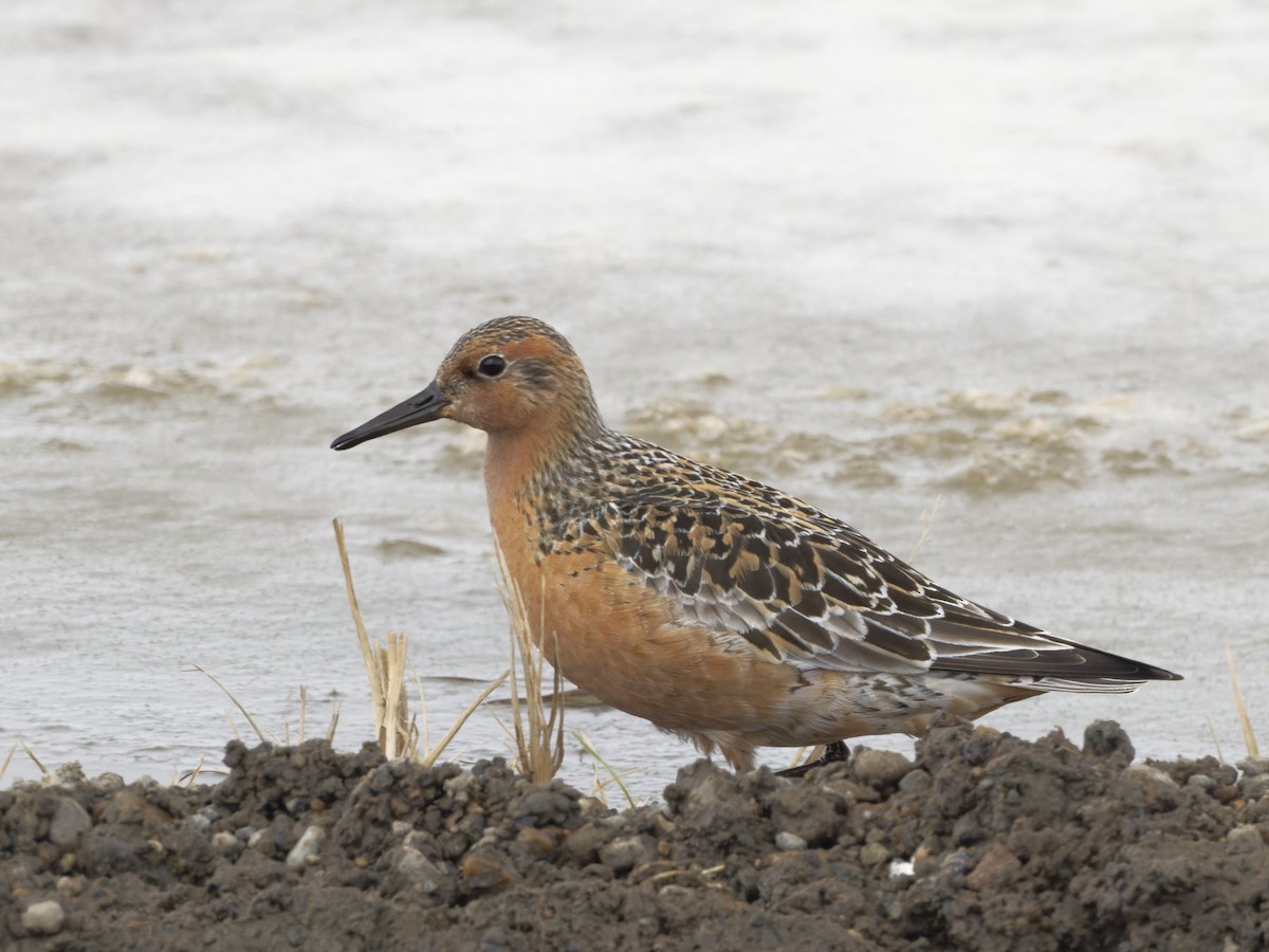 Red Knot - ML459804311