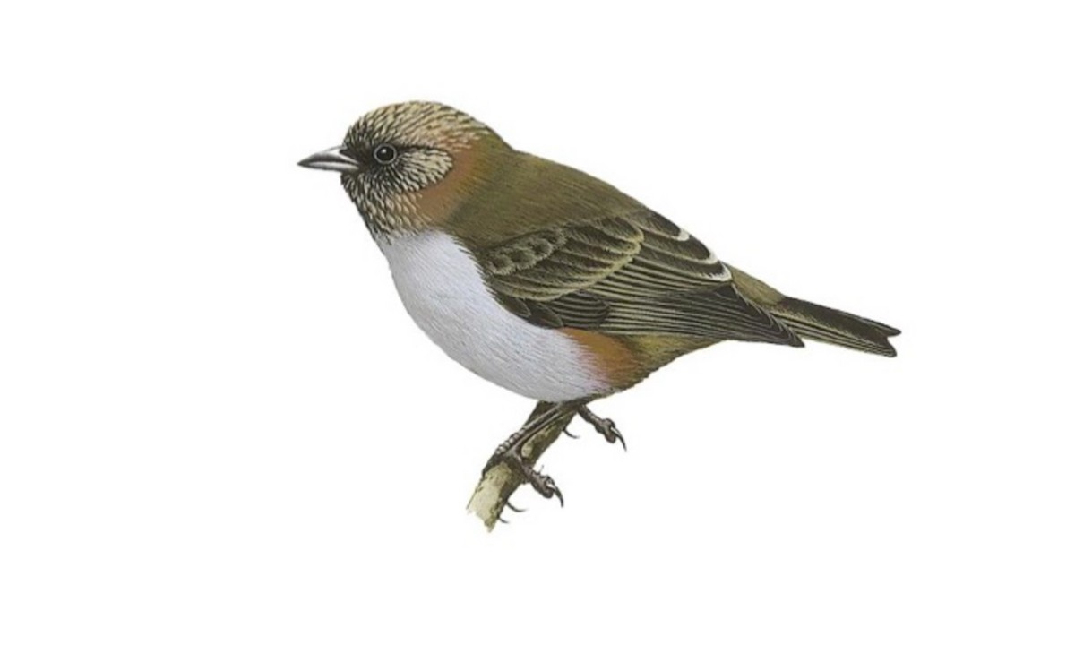Ulaaihawane Ciridops anna Birds of the World