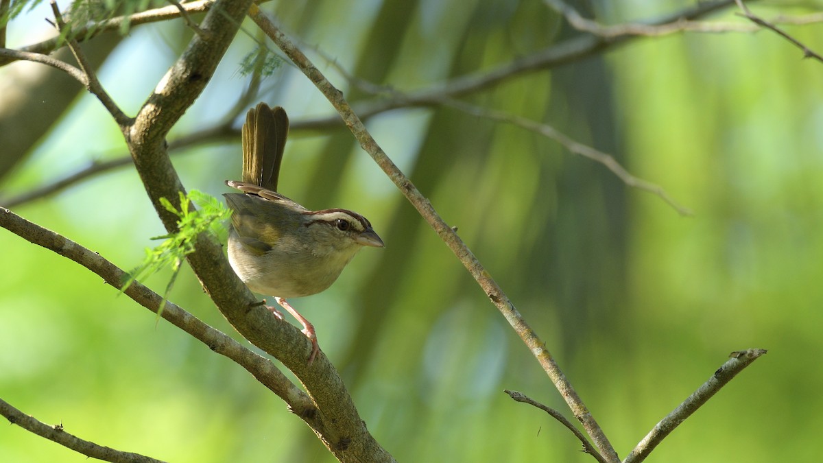 Olive Sparrow (Pacific) - Miguel Aguilar @birdnomad