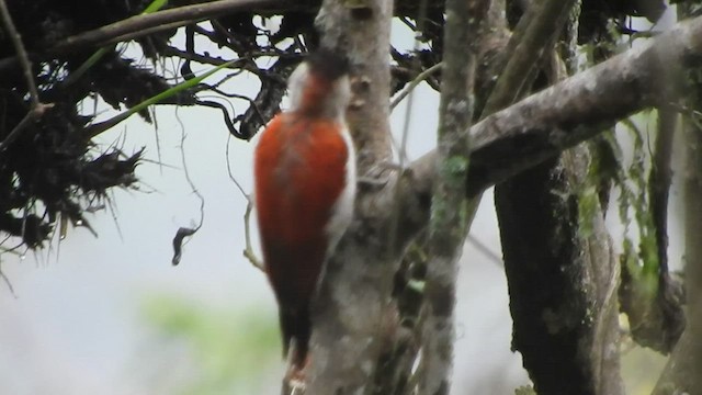 Scarlet-backed Woodpecker - ML459810661