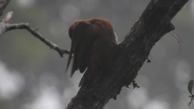 Red-rumped Woodpecker - ML459815041