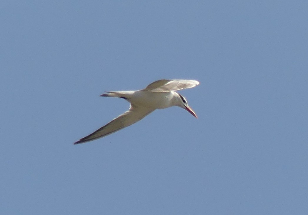 Royal Tern - Shelia Hargis