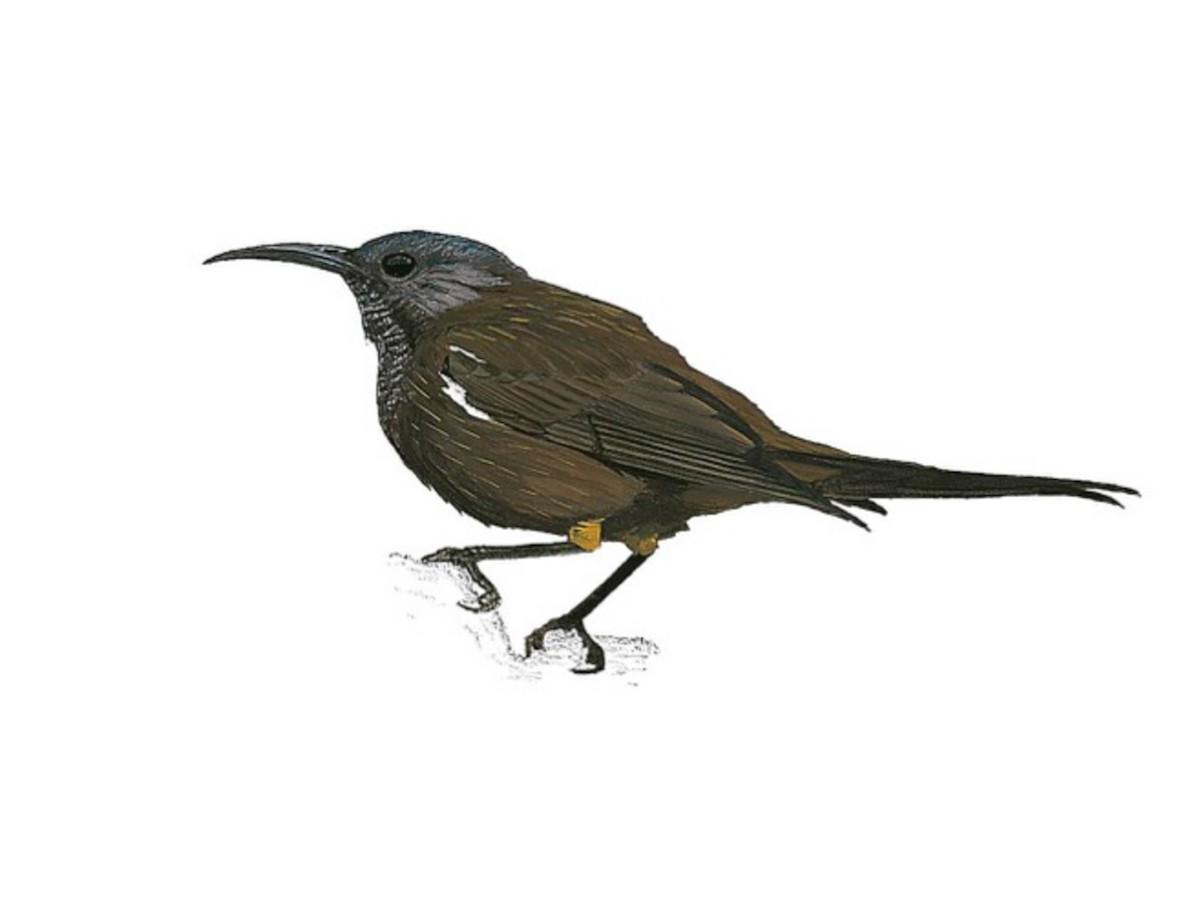 Kauai Oo Moho Braccatus Birds Of The World