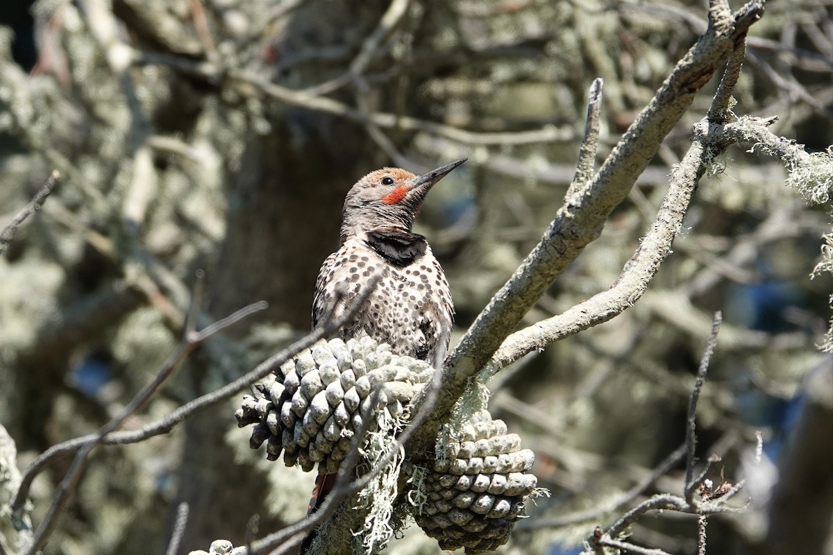 Northern Flicker (Red-shafted) - ML459829601