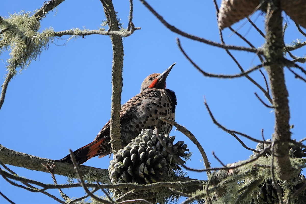 Northern Flicker (Red-shafted) - ML459832901
