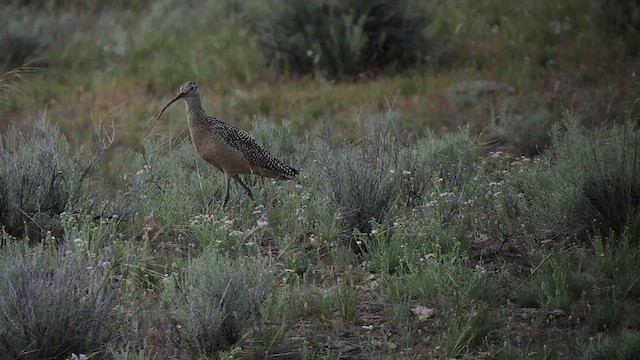 Long-billed Curlew - ML459843511