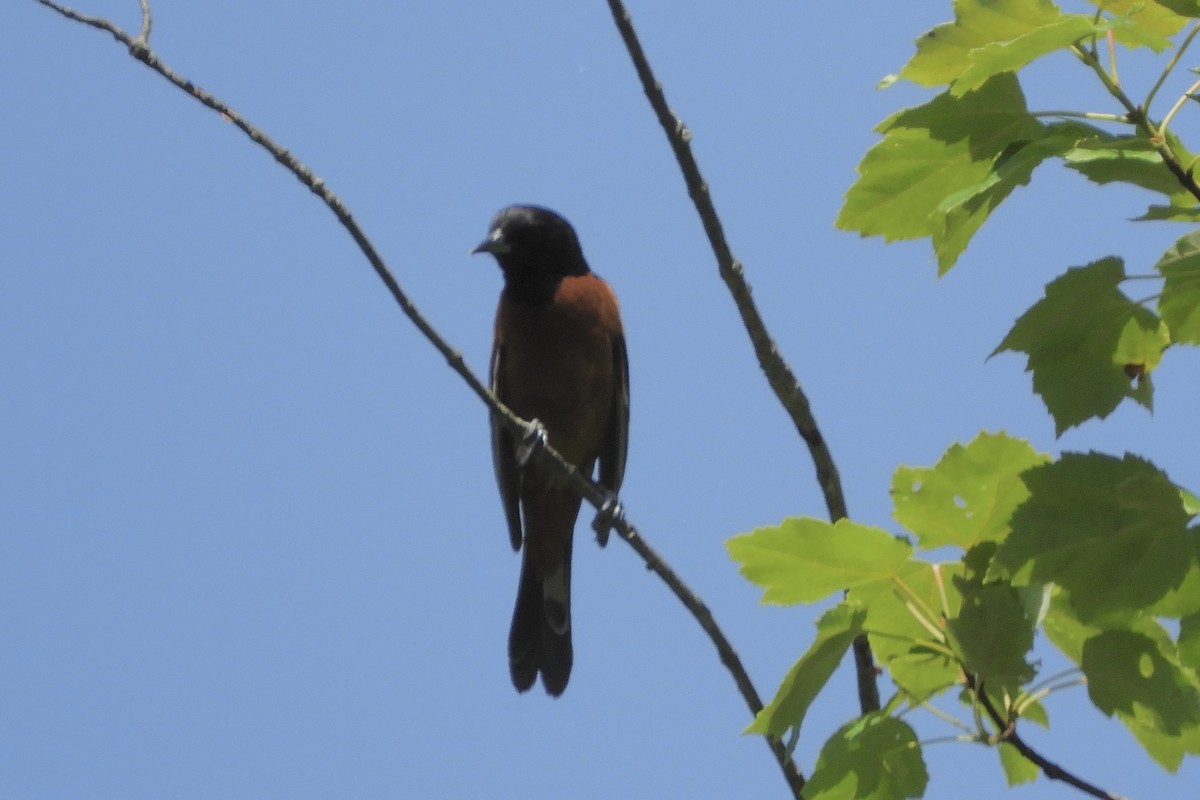 Orchard Oriole - ML459846111