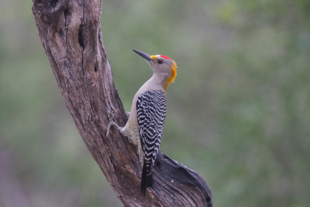 Golden-fronted Woodpecker - Griffin Richards