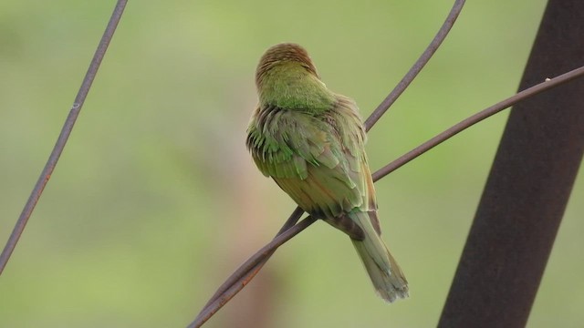 Asian Green Bee-eater - ML459855201