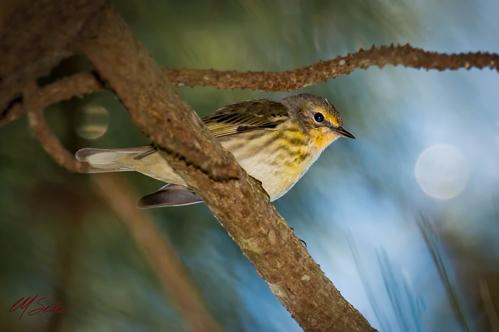 Cape May Warbler - ML45985641