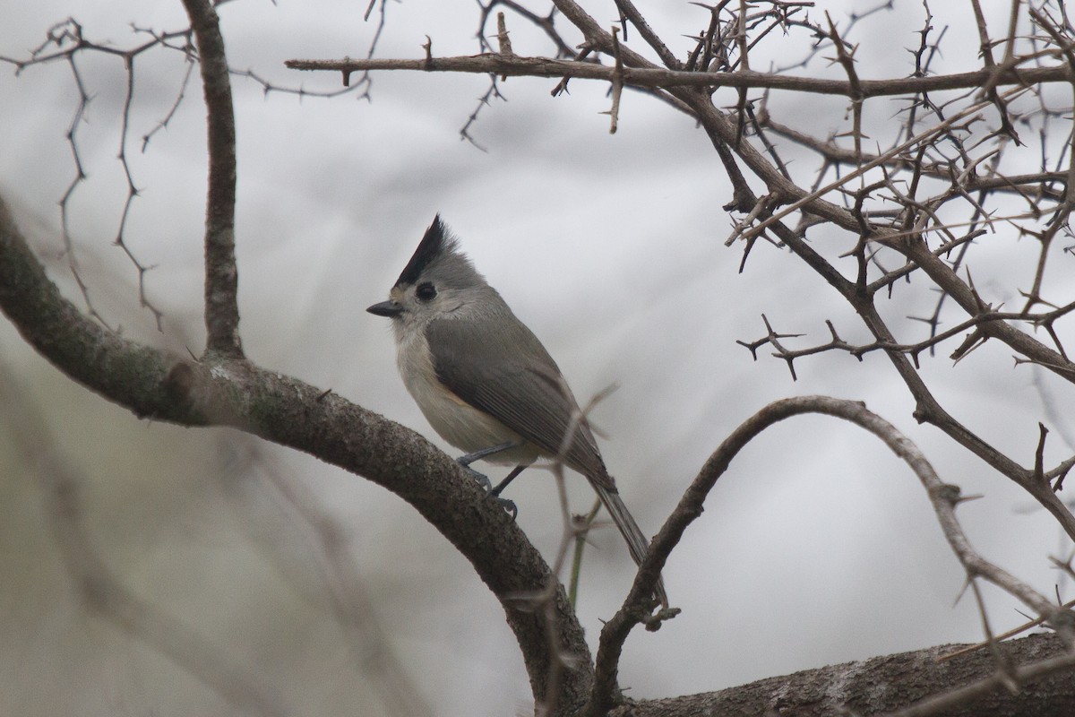 Black-crested Titmouse - Griffin Richards