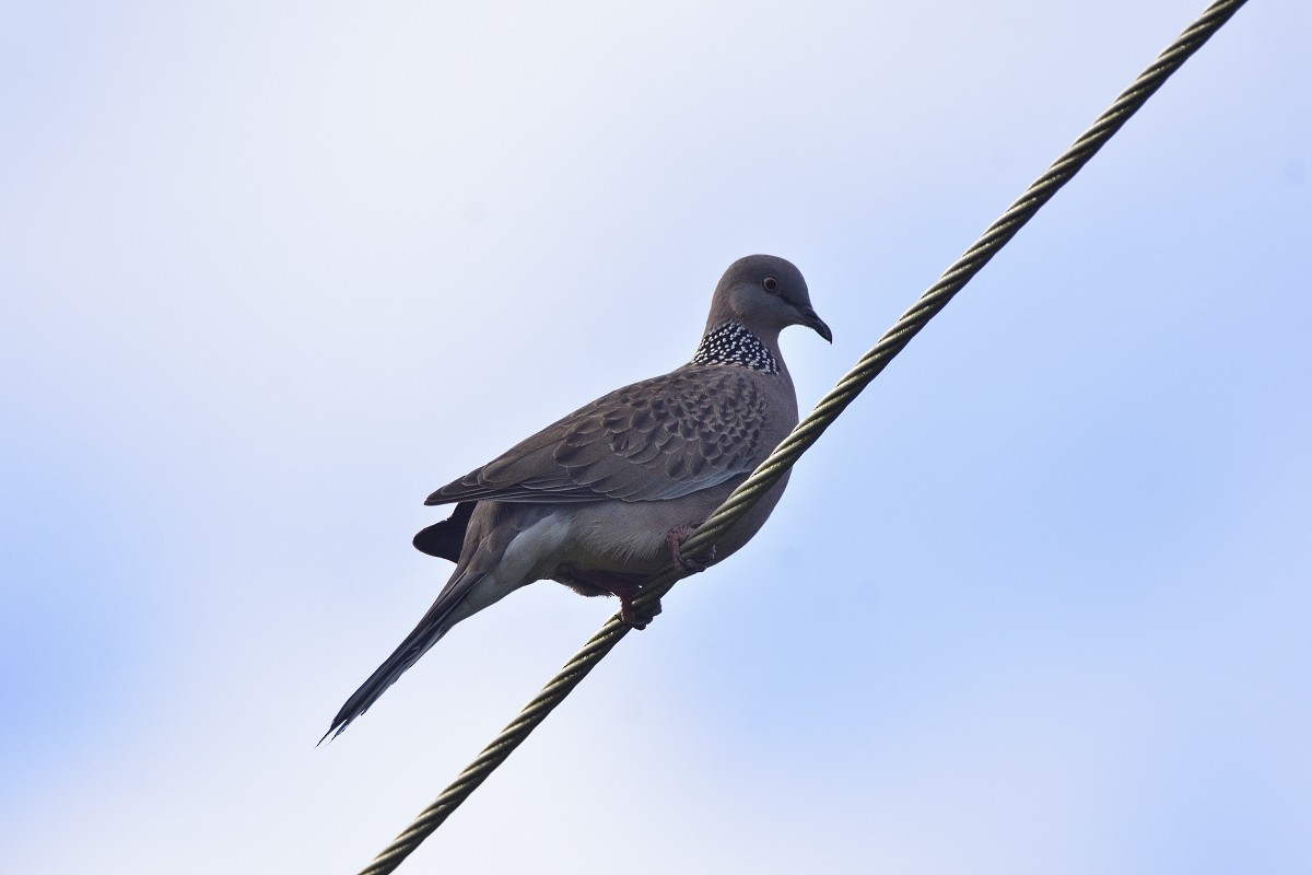 Spotted Dove - ML459858501