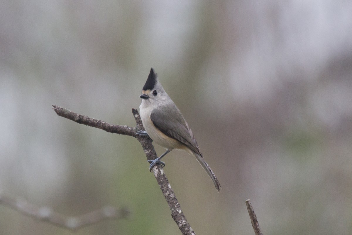 Black-crested Titmouse - Griffin Richards