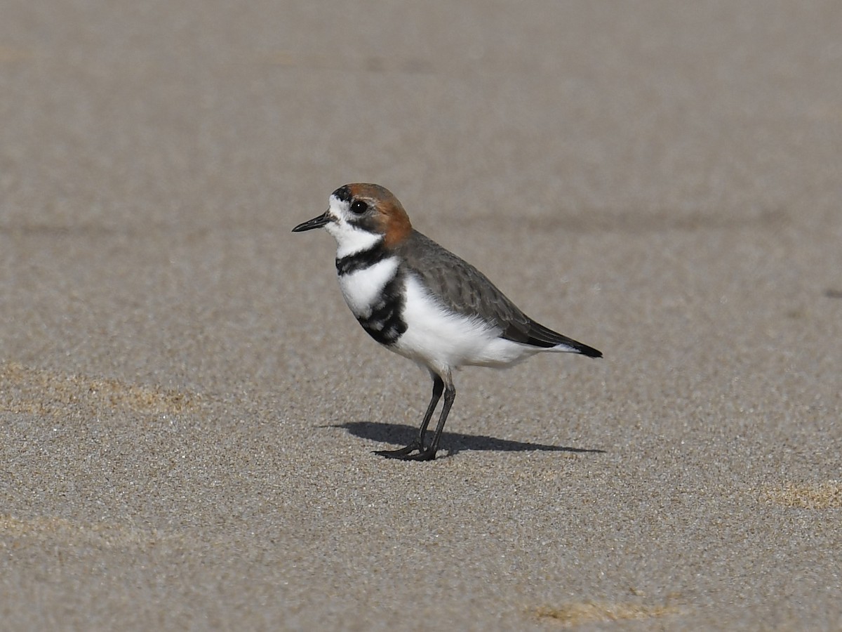 Two-banded Plover - cristina isabel mosca