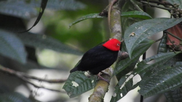 Red-capped Manakin - ML459861111