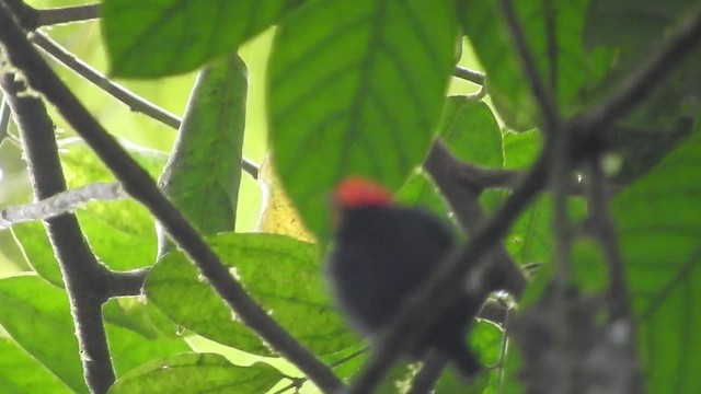 Red-capped Manakin - ML459861171