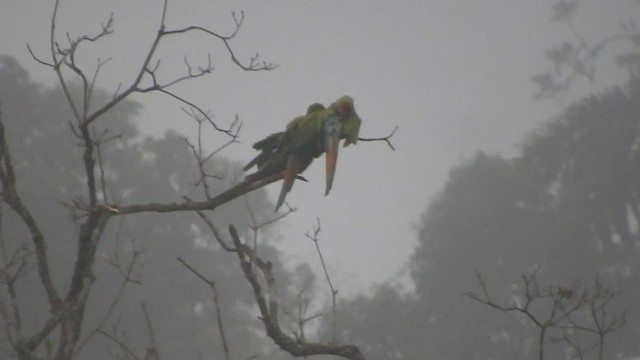 Great Green Macaw - ML459862111