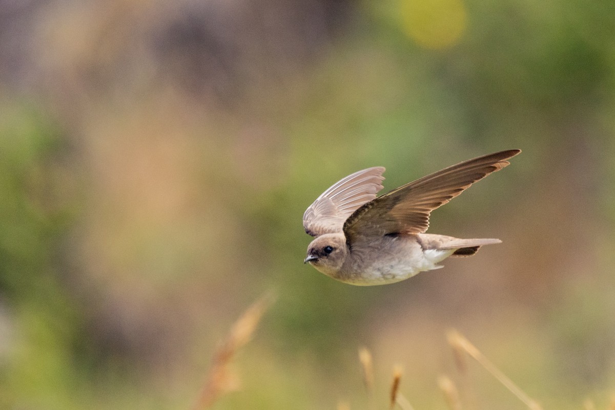 Northern Rough-winged Swallow - ML459865371