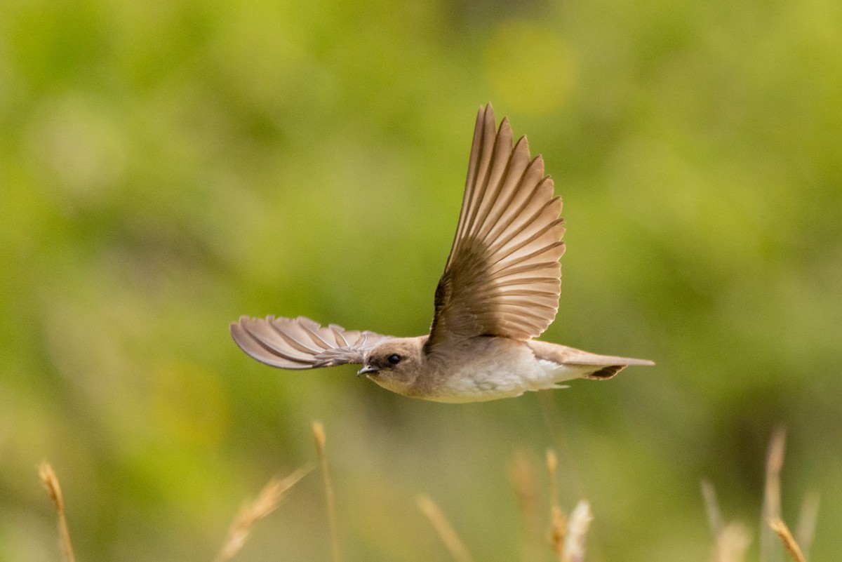Northern Rough-winged Swallow - ML459865421