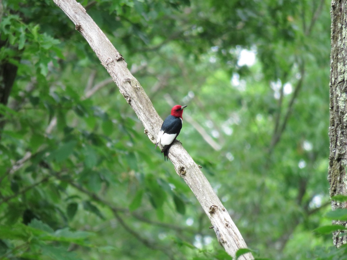 Red-headed Woodpecker - Maya Shikhman