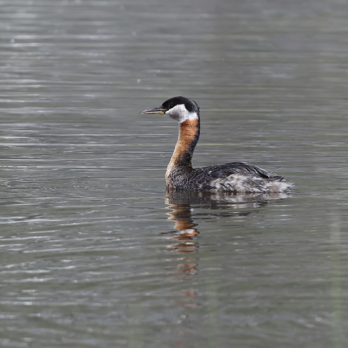 Red-necked Grebe - ML459869471