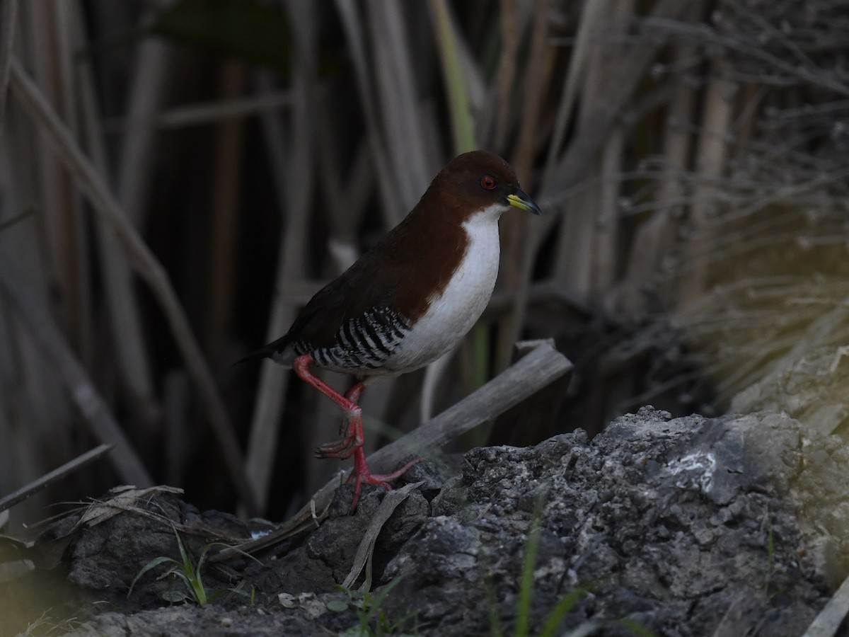Red-and-white Crake - cristina isabel mosca
