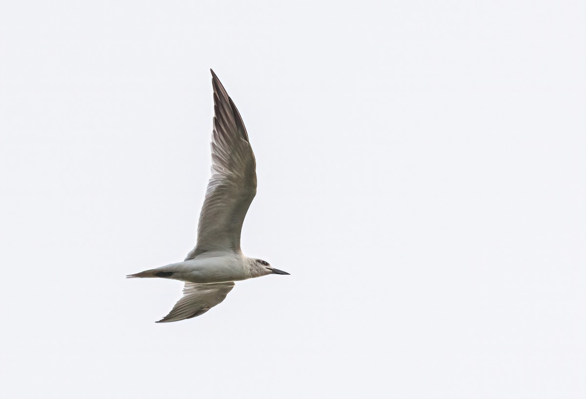Gull-billed Tern - Pascal De Munck