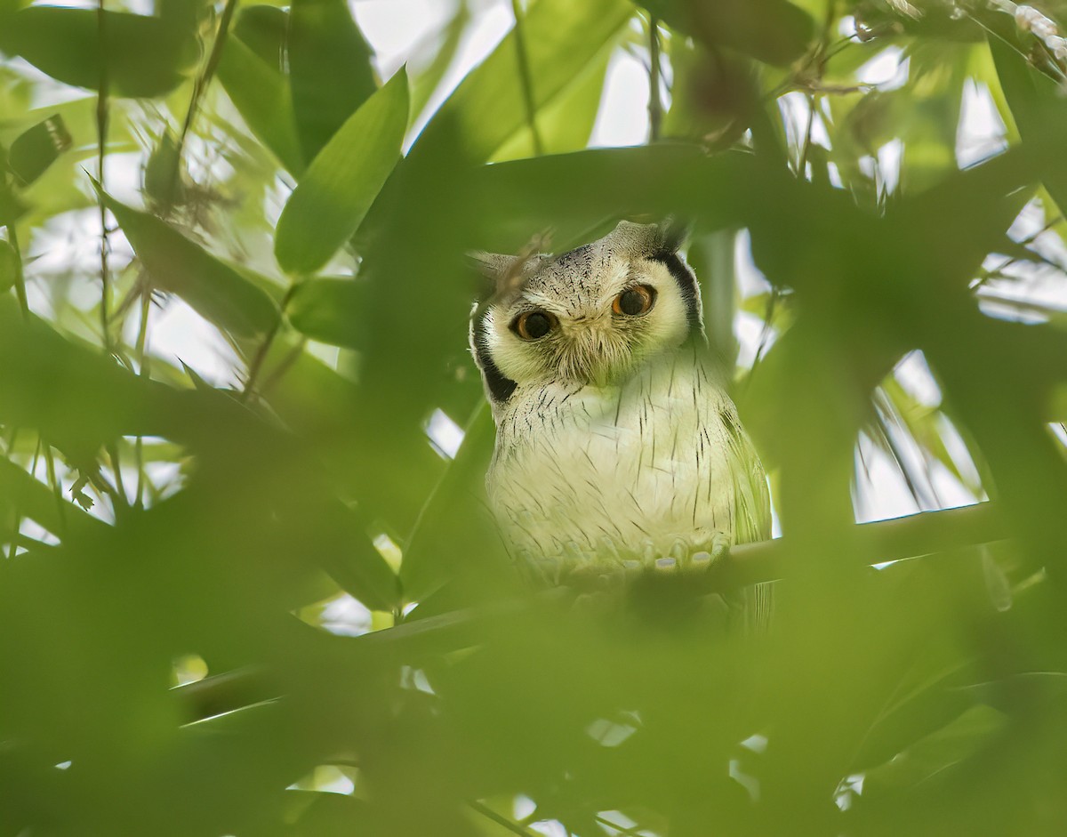 Northern White-faced Owl - Pascal De Munck