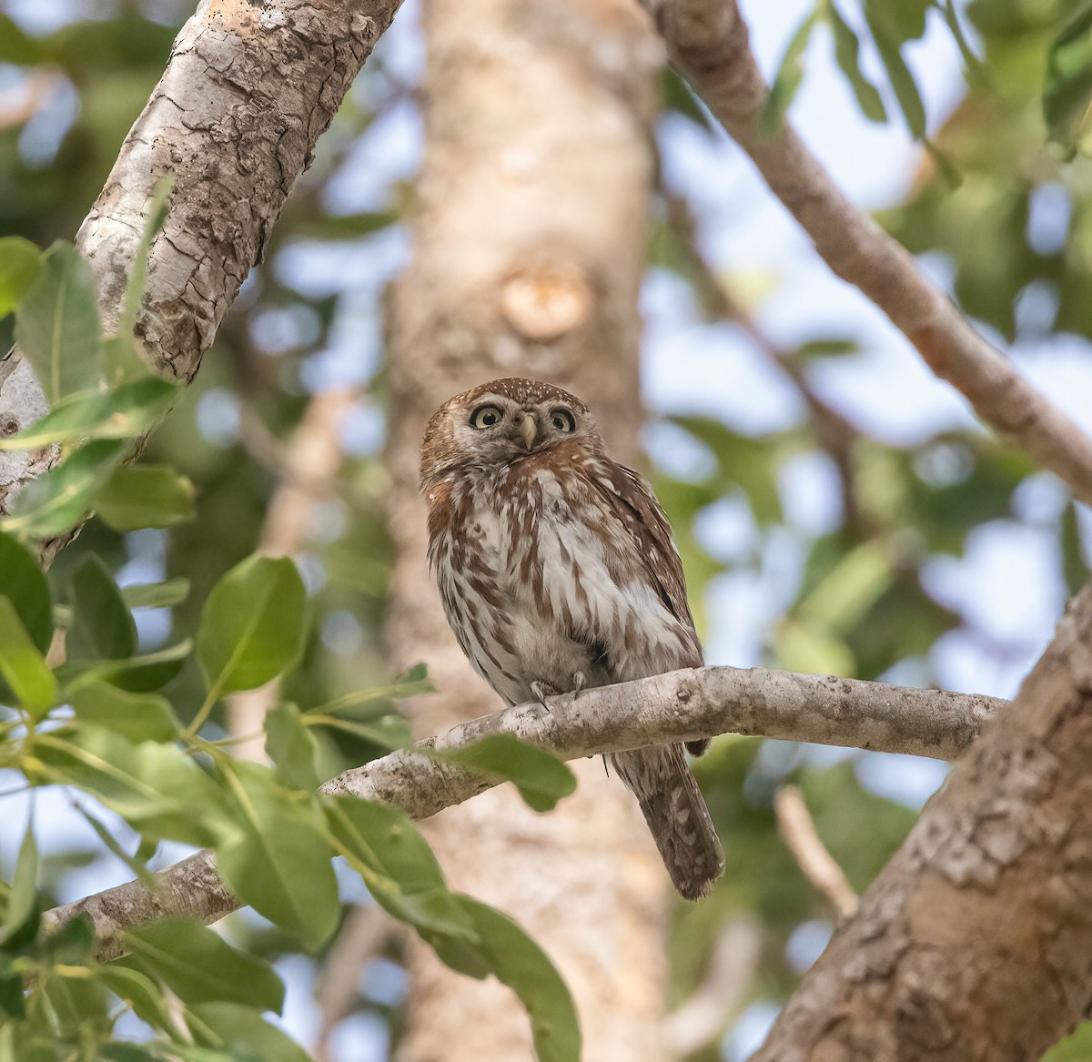 Pearl-spotted Owlet - ML459882161
