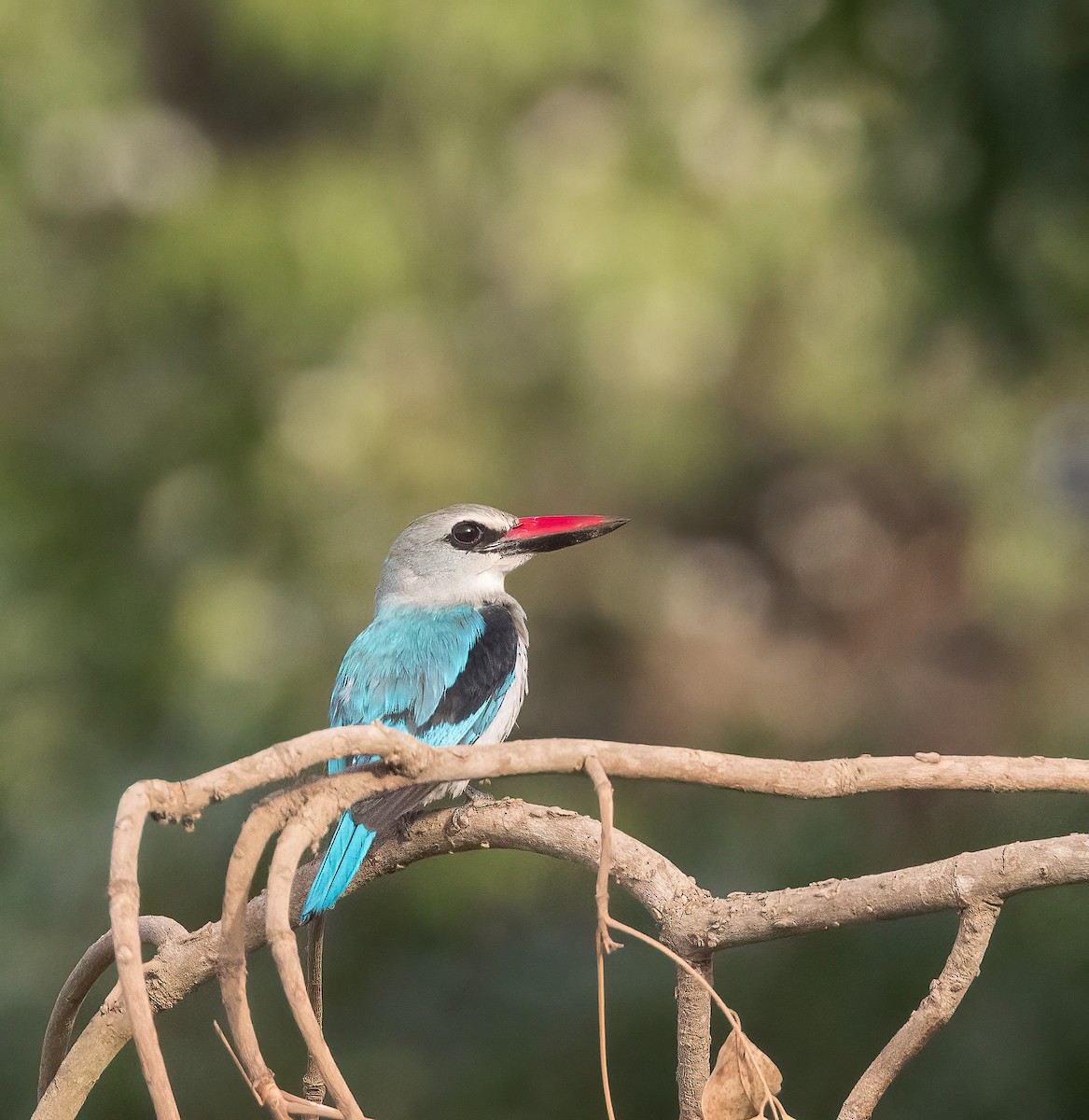 Woodland Kingfisher - Pascal De Munck