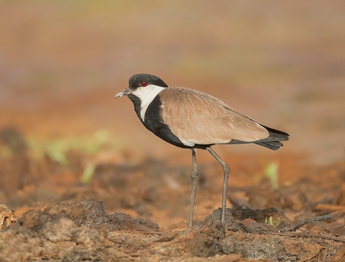 Spur-winged Lapwing - ML459883531