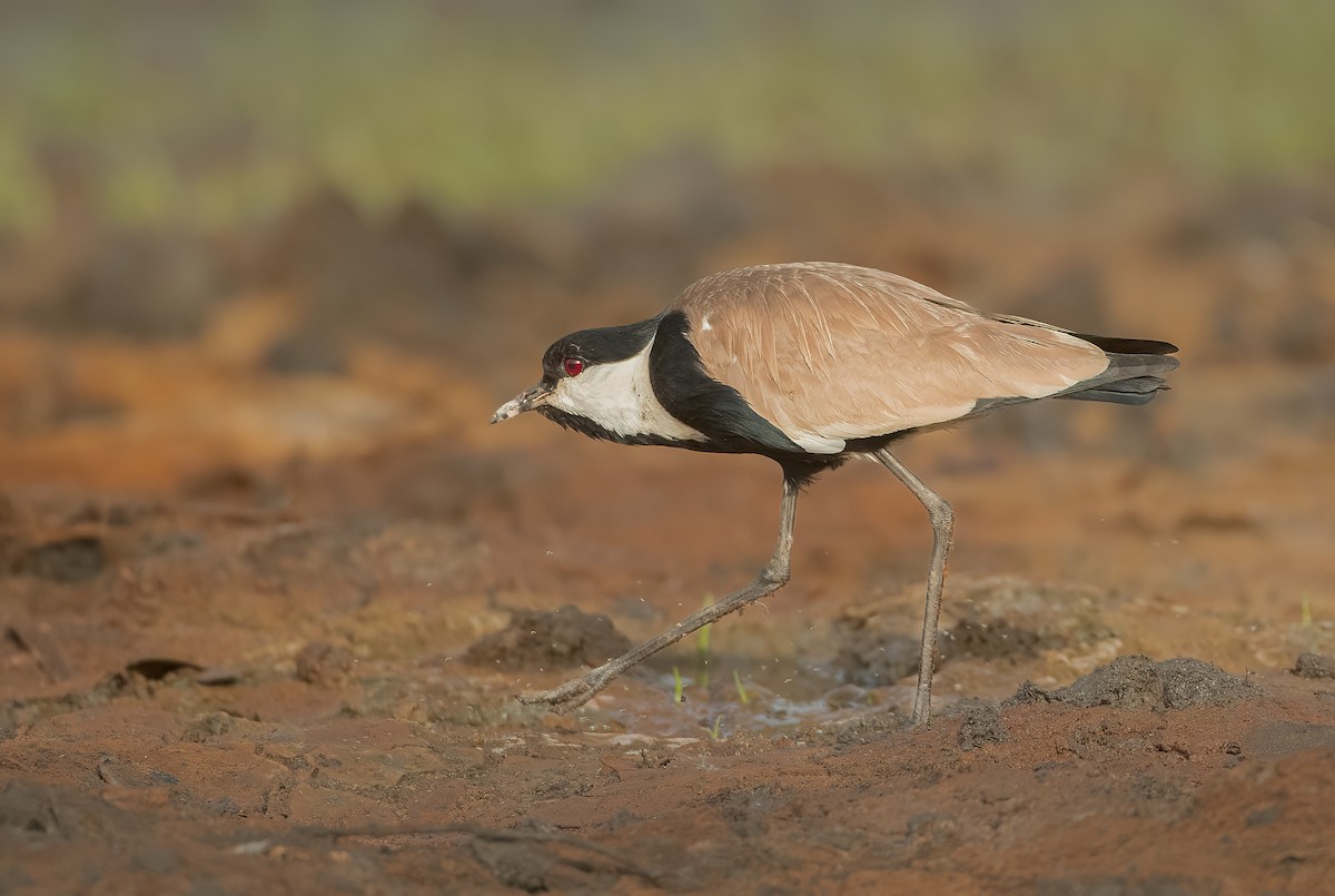 Spur-winged Lapwing - ML459883541