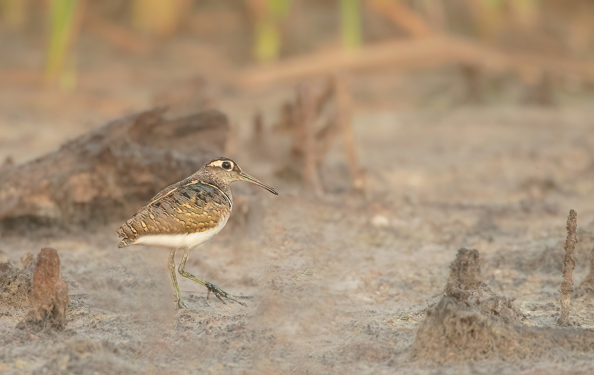 Greater Painted-Snipe - ML459883651