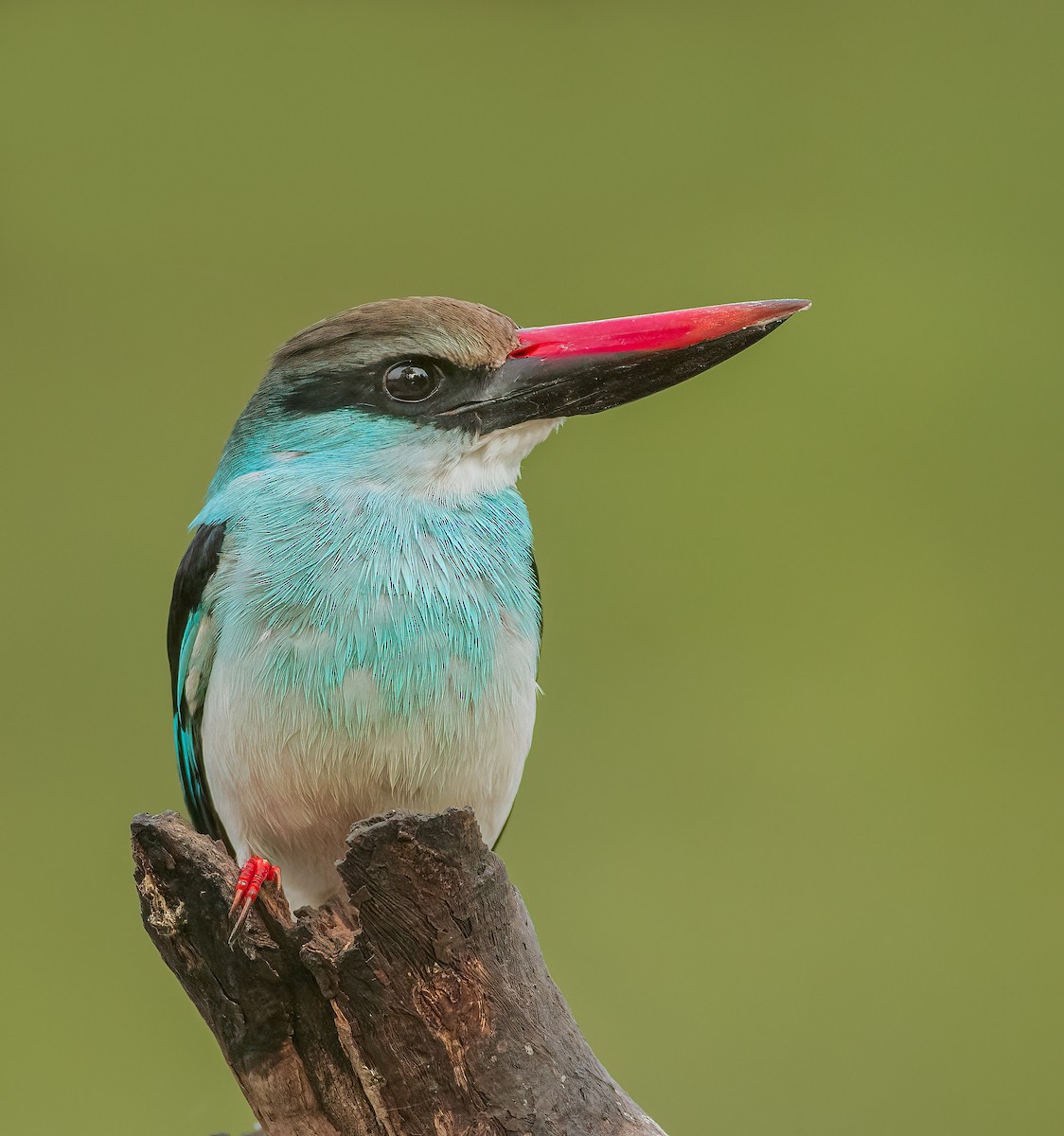 Blue-breasted Kingfisher - ML459884621