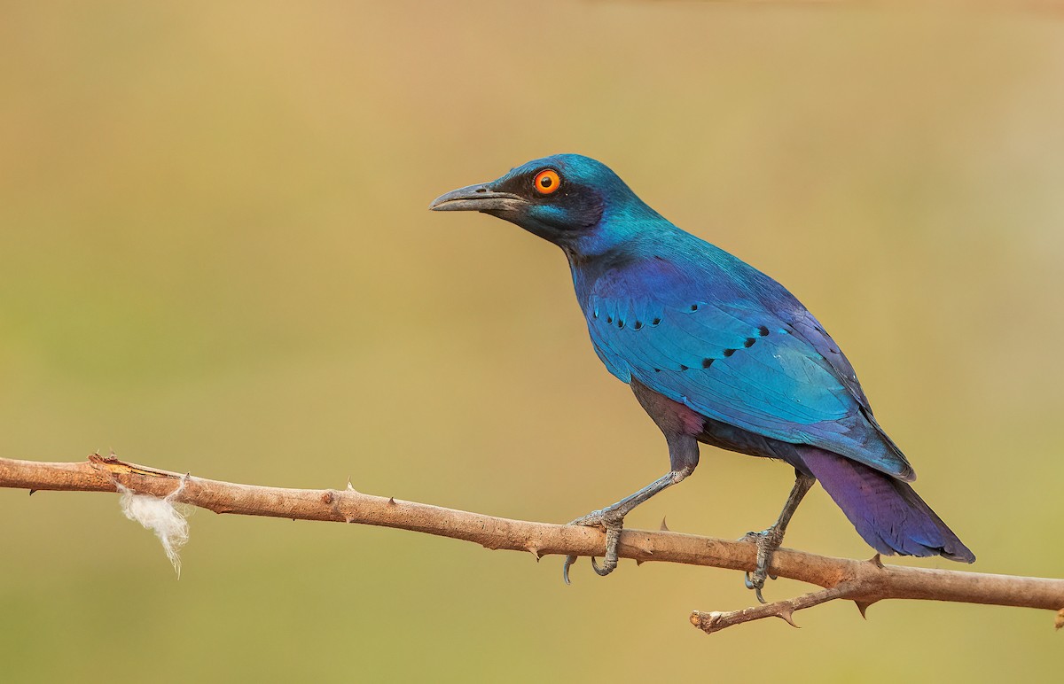 Bronze-tailed Starling - ML459885141